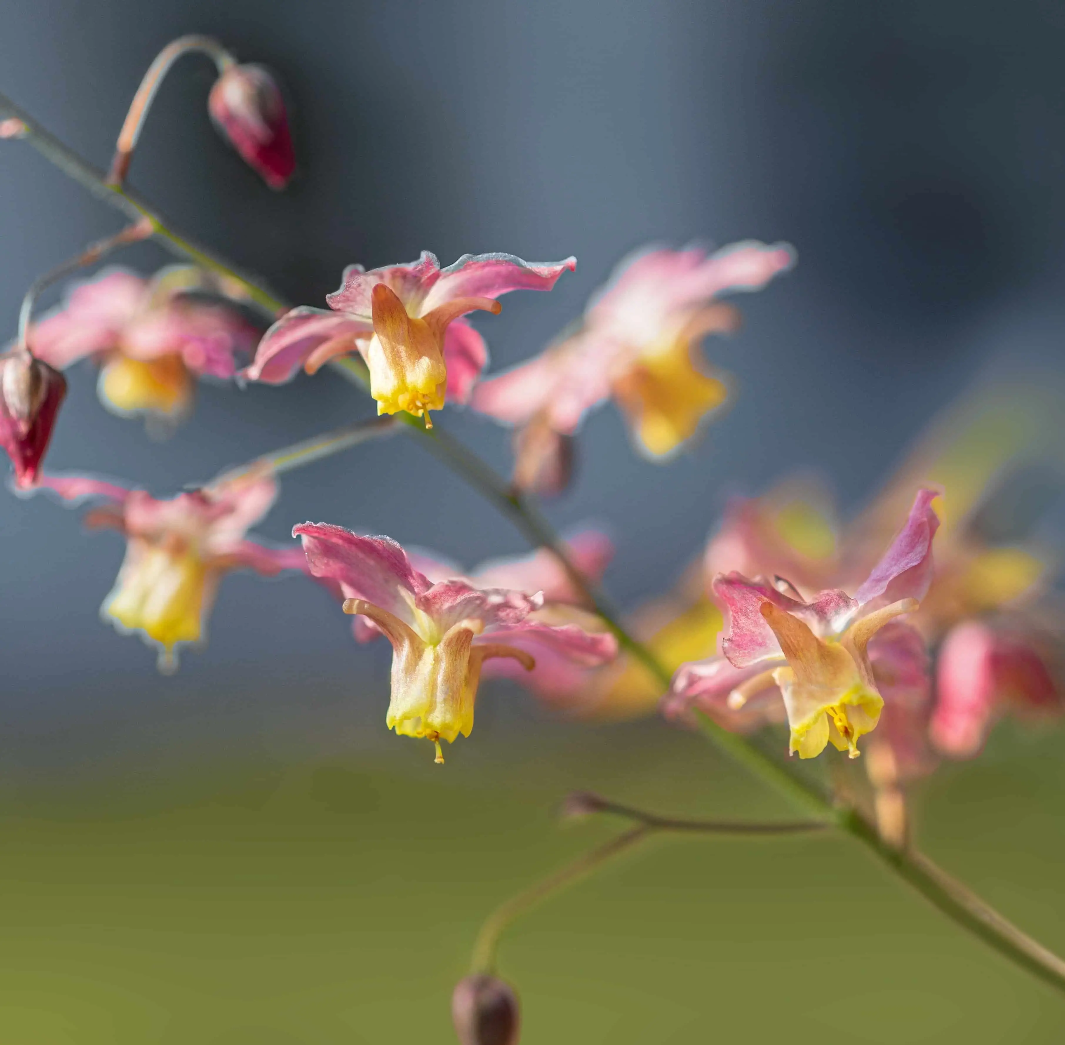 An image of a branch of Epimedium (horny goat weed)